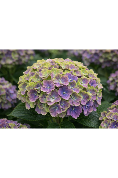 Hydrangea macrophylla Rembrandt® Vibrant Verde